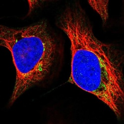 MRPS5 Antibody, Novus Biologicals:Antibodies:Primary Antibodies